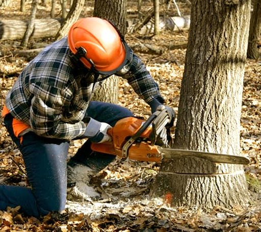 Tree Removal in Cullen, VA